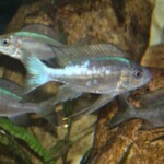 Ophthalmotilapia boops