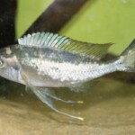 Ophthalmotilapia boops