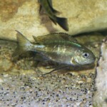 Ophthalmotilapia boops