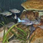 Ophthalmotilapia boops