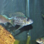 Ophthalmotilapia boops