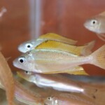 Ophthalmotilapia nasuta