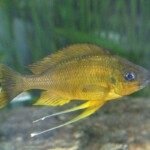 Ophthalmotilapia nasuta