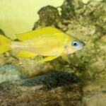 Ophthalmotilapia nasuta Gold Ulwile Kipili