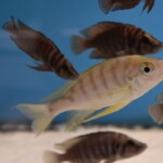 Ophthalmotilapia nasuta « Kiriza »