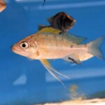 Ophthalmotilapia nasuta « Kiriza »