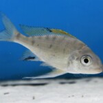Ophthalmotilapia nasuta « Kiriza »