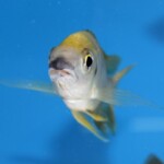 Ophthalmotilapia nasuta « Kiriza »