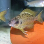 Ophthalmotilapia nasuta Moliro