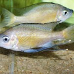 Ophthalmotilapia nasuta Sibwesa