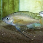 Ophthalmotilapia nasuta Sibwesa