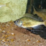 Ophthalmotilapia nasuta Sibwesa