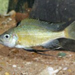 Ophthalmotilapia nasuta Sibwesa