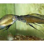 Ophthalmotilapia nasuta Sibwesa