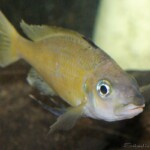 Ophthalmotilapia nasuta Sibwesa