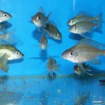 Ophthalmotilapia nasuta Sibwesa