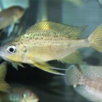 Ophthalmotilapia nasuta Tiger Chimba sauvage