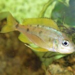 Ophthalmotilapia nasuta en incub