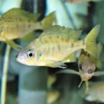 Ophthalmotilapia nasuta tiguer