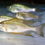 Ophthalmotilapia nasuta