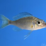 Ophthalmotilapia sp. Whitecap (Ventralis) Cape Kabogo