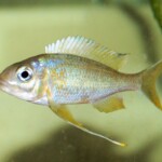 Ophthalmotilapia ventralis