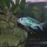 Ophthalmotilapia ventralis