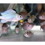 Ophthalmotilapia ventralis