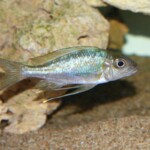 Ophthalmotilapia ventralis