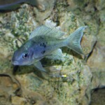 Ophthalmotilapia ventralis