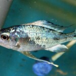 Ophthalmotilapia ventralis