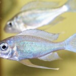 Ophthalmotilapia ventralis
