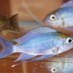 Ophthalmotilapia ventralis Kambwimba