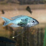 Ophthalmotilapia ventralis Nsumbu