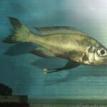 Ophthalmotilapia ventralis Sibwesa