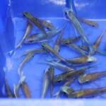 Ophthalmotilapia ventralis orange cap