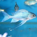 Ophthalmotilapia ventralis orange cap
