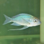 Ophthalmotilapia ventralis orange cap Katalamba