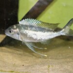 Ophthalmotilapia ventralis