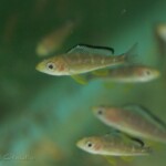 Paraciprichromis breni jeunes