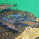 Paraciprichromis nigripinnis