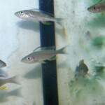 Paracyprichromis breini