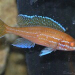 Paracyprichromis nigripinnis