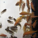 Paracyprichromis nigripinnis
