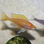 Paracyprichromis nigripinnis albinos