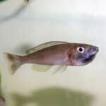 Paracyprichromis nigripinnis femelle en incub
