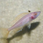 Paracyprichromis nigripinnis femme albinos