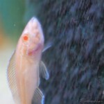 Paracyprichromis nigripinnis femme albinos en incub