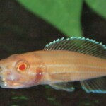 Paracyprichromis nigripinnis femme albinos en incub.