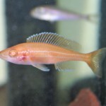 Paracyprichromis nigripinnis femme albinos